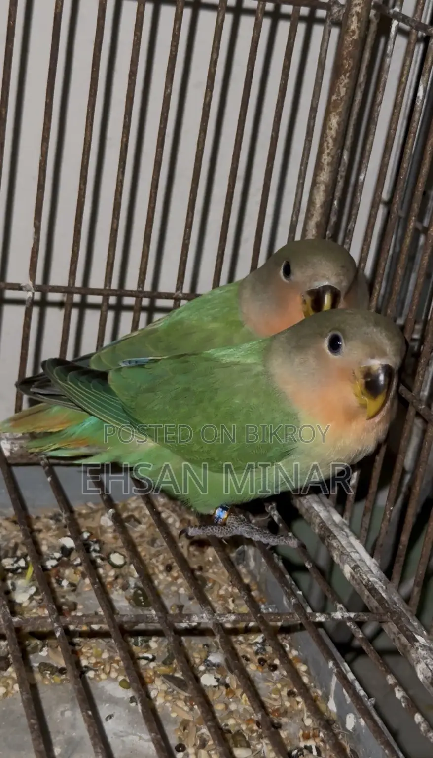 Lovebird Baby
