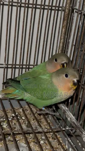 Lovebird Baby