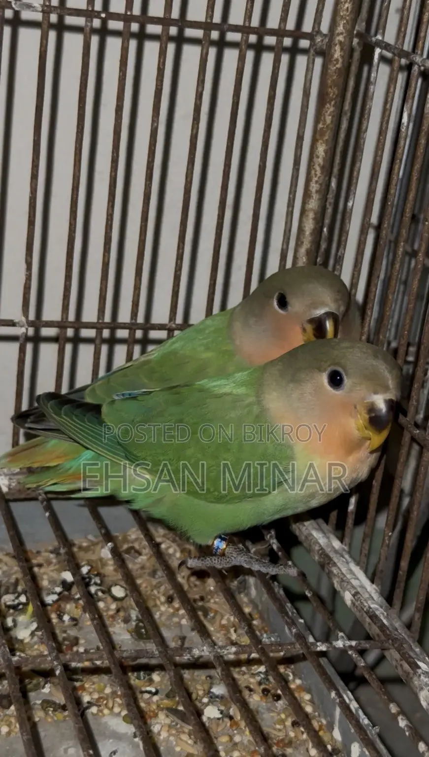 Lovebird Baby