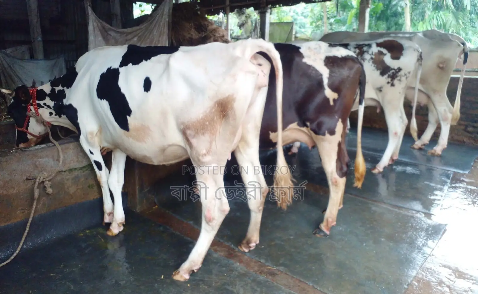 ১৬০৫নং বাছাইকৃত ৪টি গাভী গরু বিক্রয় হবে ভালো জাতের।