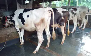 ১৬০৫নং বাছাইকৃত ৪টি গাভী গরু বিক্রয় হবে ভালো জাতের।