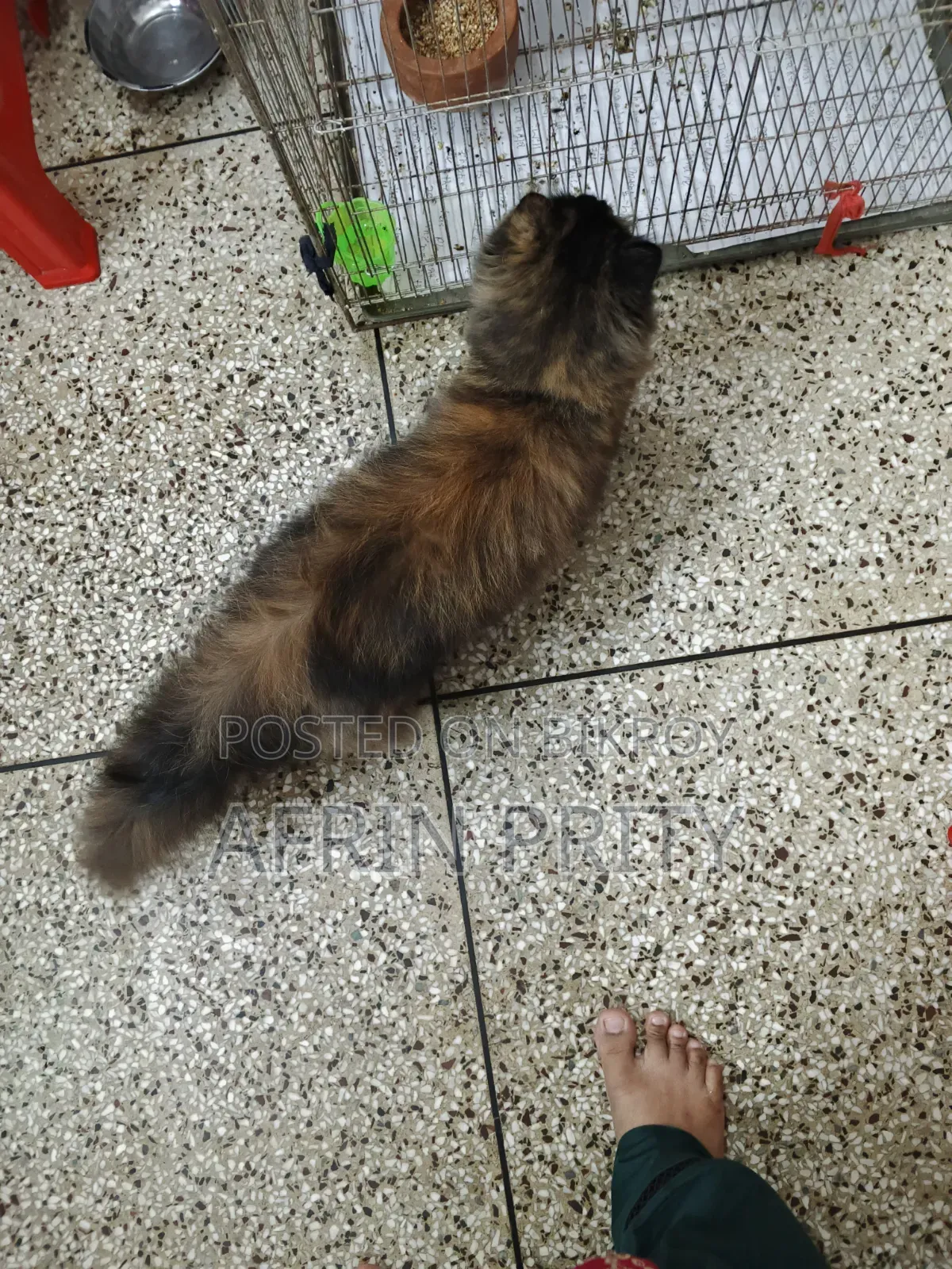 1+ Year Female Purebred Persian