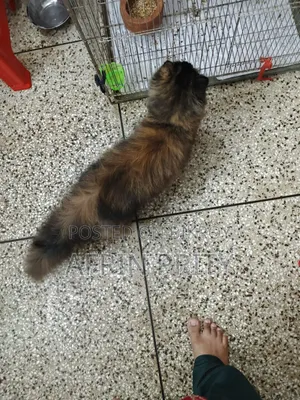 1+ Year Female Purebred Persian