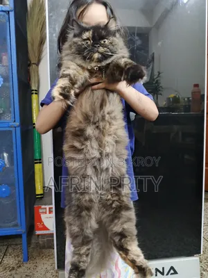 1+ Year Female Purebred Persian