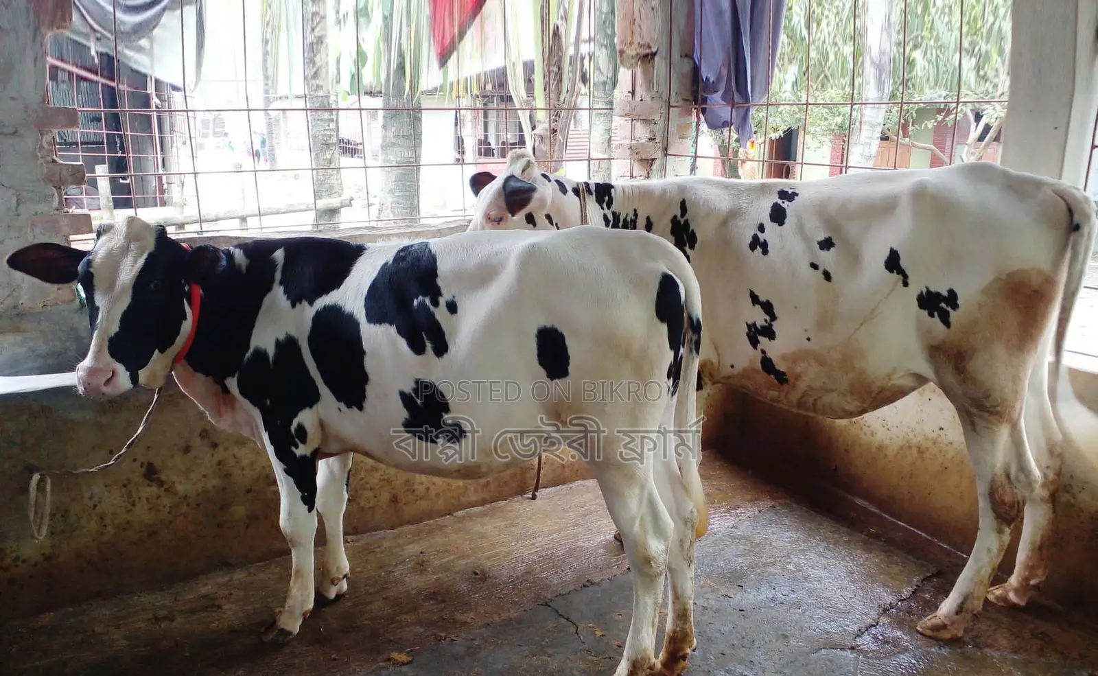 1604 No. Improved breed 2 heifer calves cows.