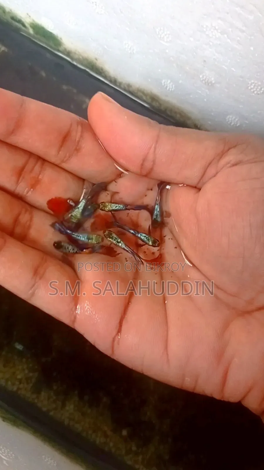 Guppy Fish.