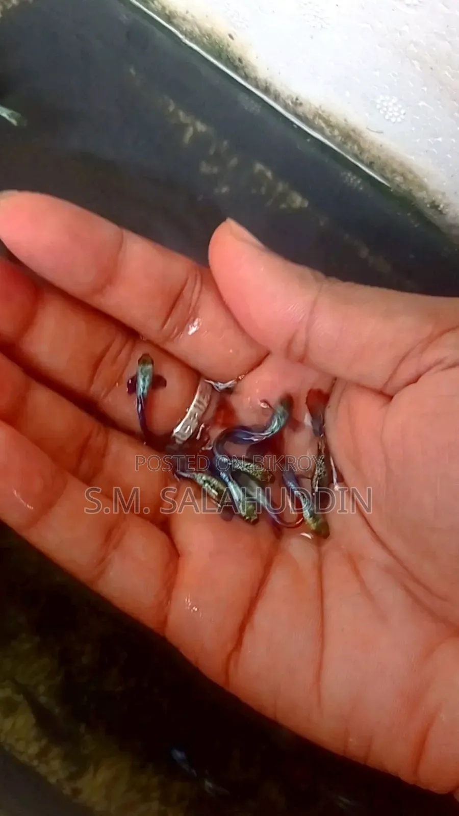 Guppy Fish.