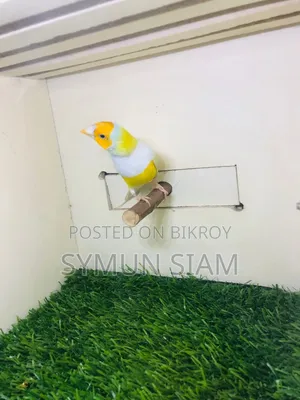 Goldian Finch Male
