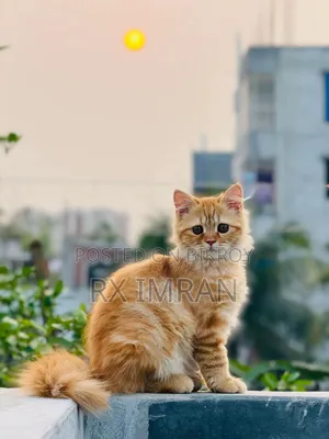 3-6 Months Female Purebred Persian