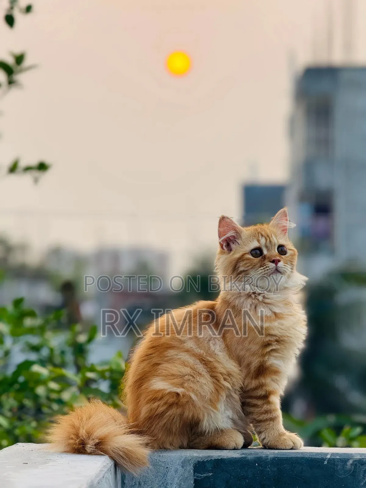 3-6 Months Female Purebred Persian