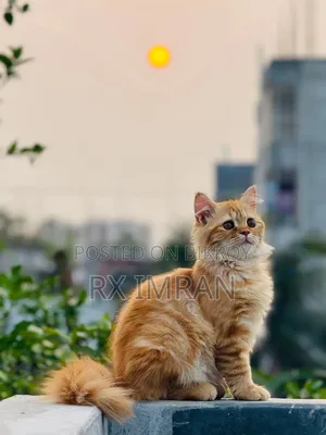 3-6 Months Female Purebred Persian
