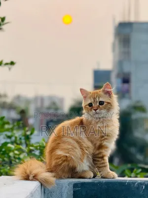 3-6 Months Female Purebred Persian