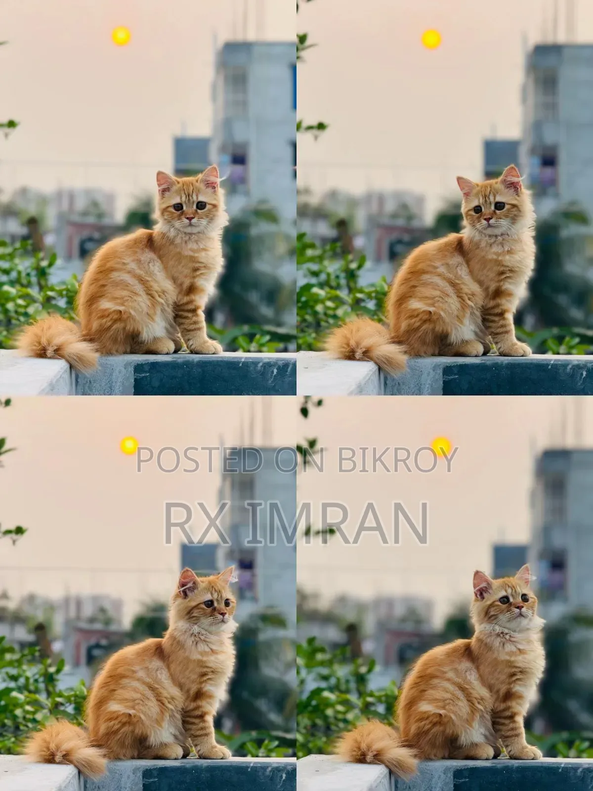 3-6 Months Female Purebred Persian