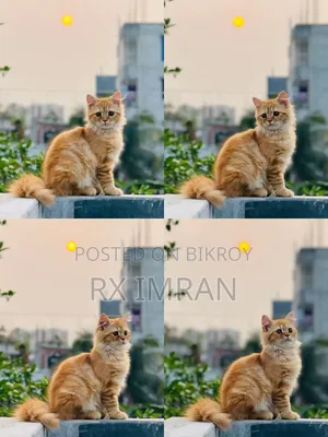 3-6 Months Female Purebred Persian