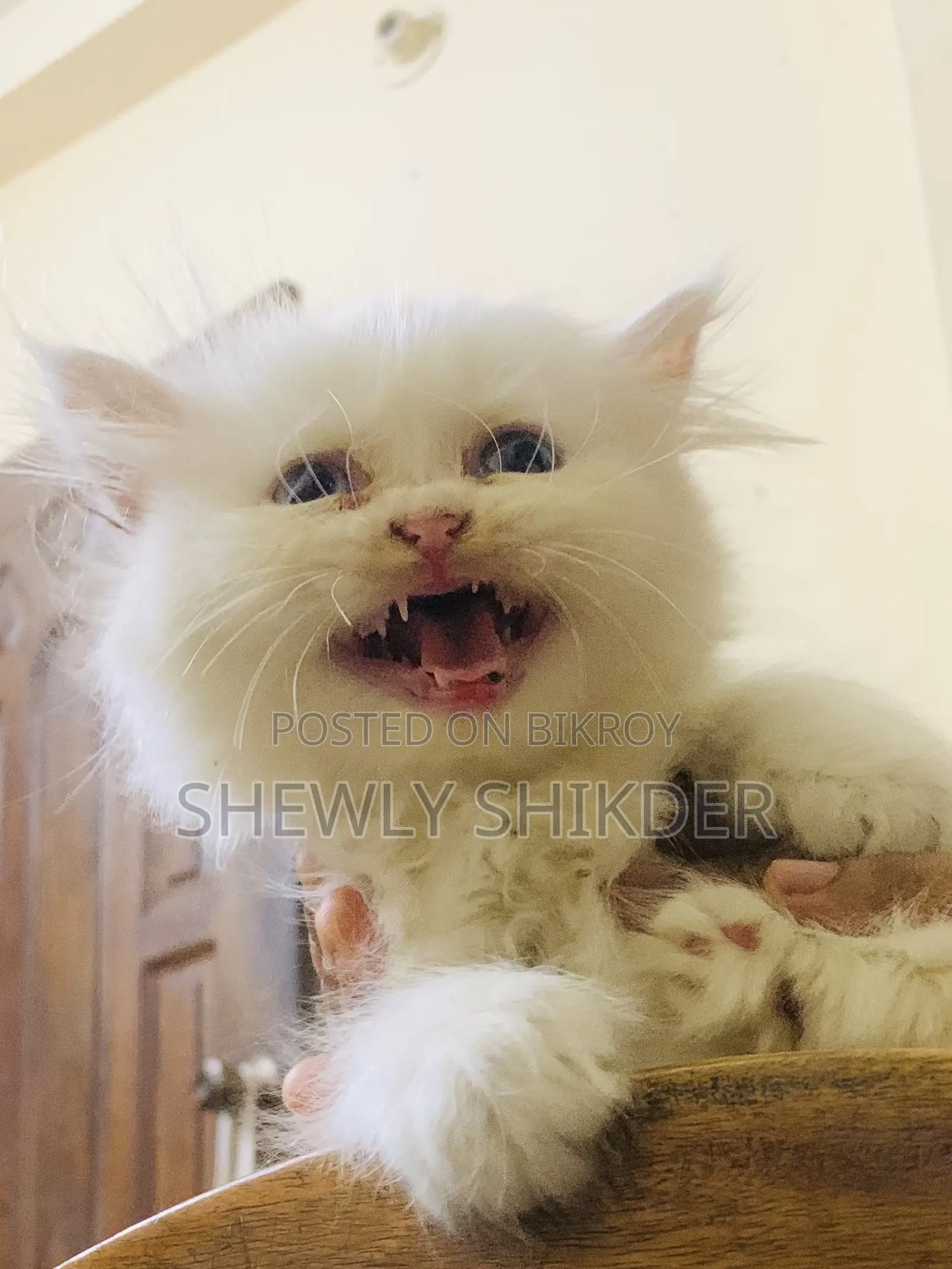 1-3 Months Female Purebred Persian