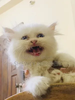1-3 Months Female Purebred Persian
