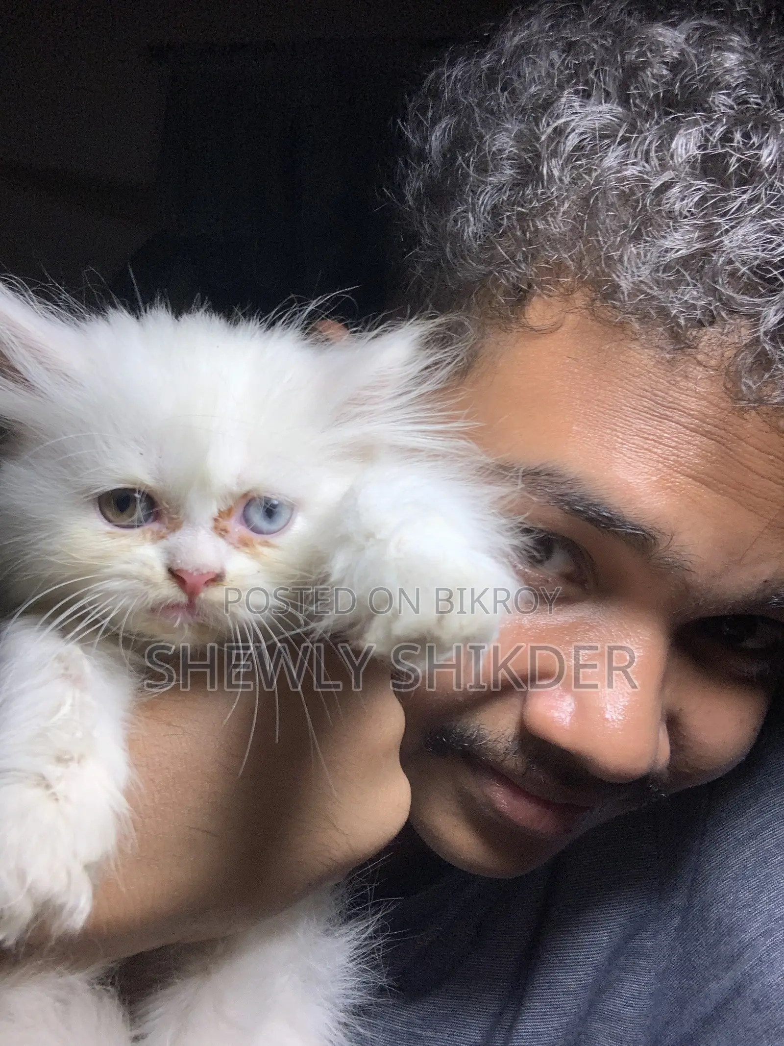 1-3 Months Female Purebred Persian