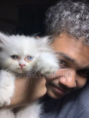 1-3 Months Female Purebred Persian