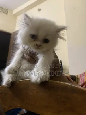 1-3 Months Female Purebred Persian