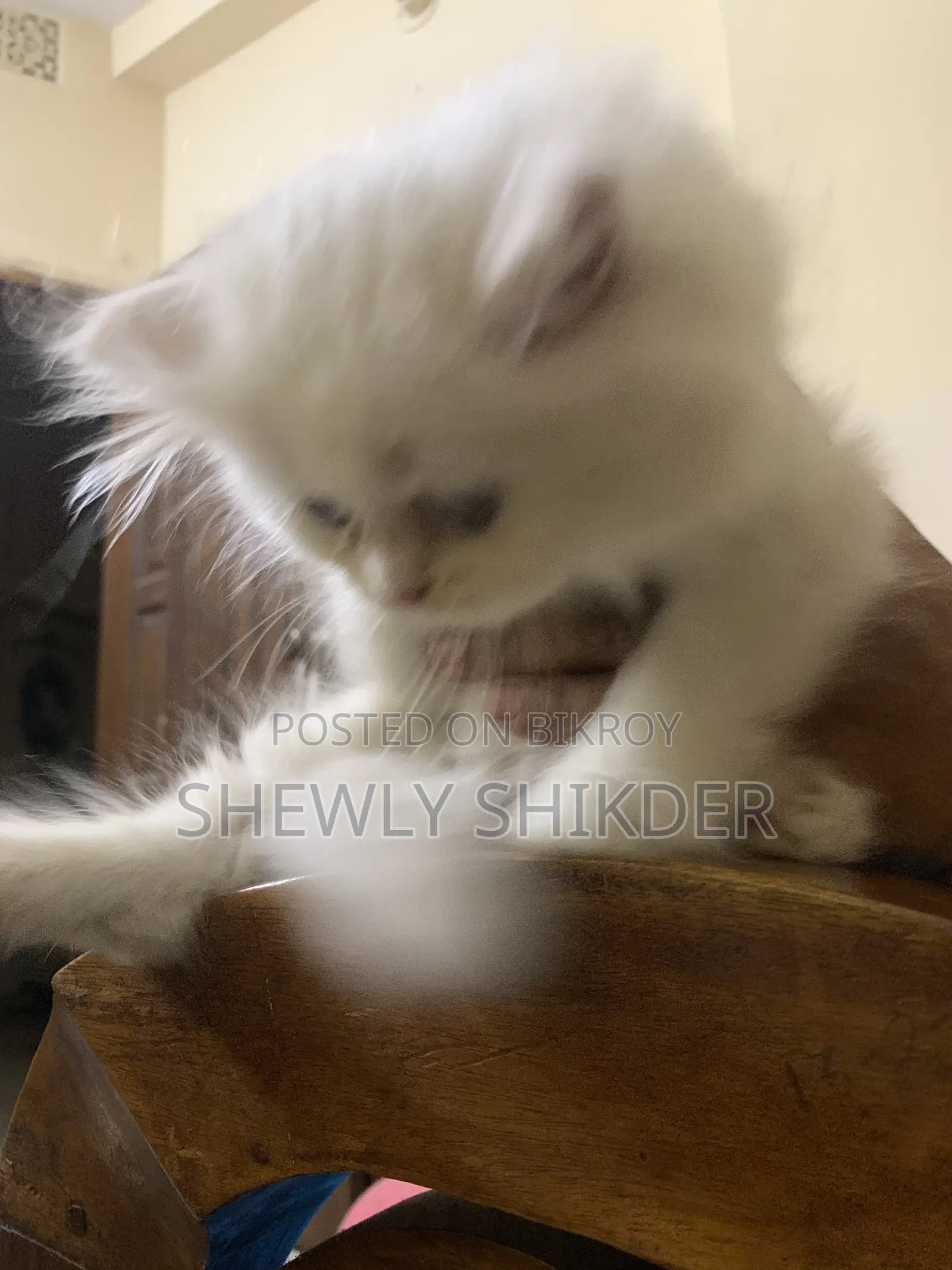 1-3 Months Female Purebred Persian