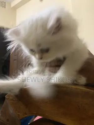 1-3 Months Female Purebred Persian