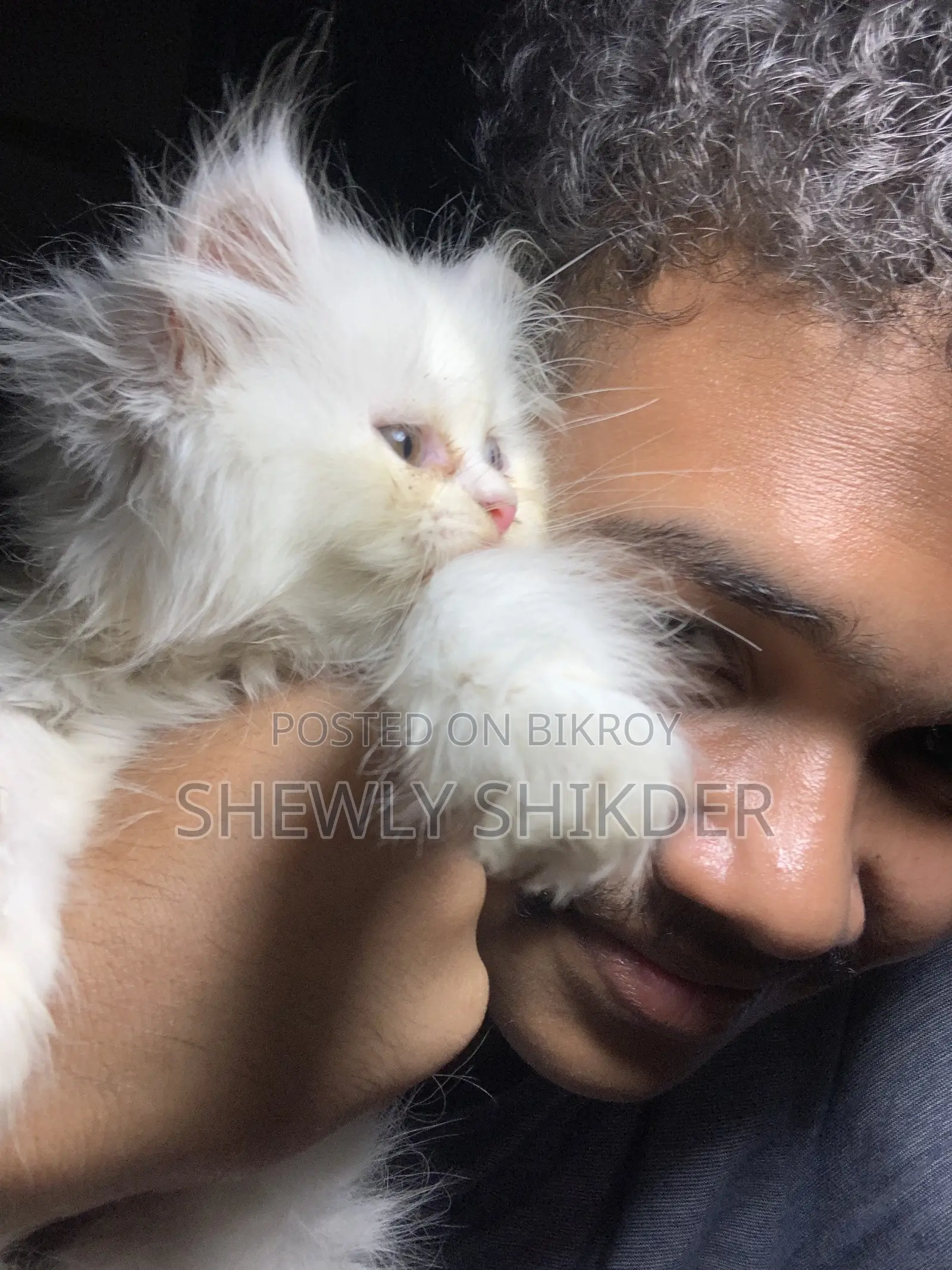 1-3 Months Female Purebred Persian