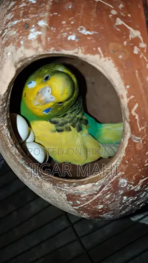 বাজিগার পাখি