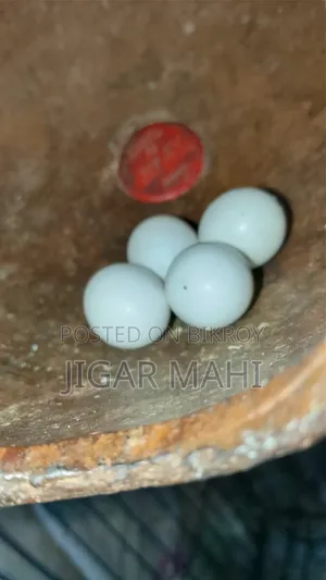 বাজিগার পাখি