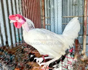 দেশি মোরগ ও মুরগি বিক্রয় করা হবে।