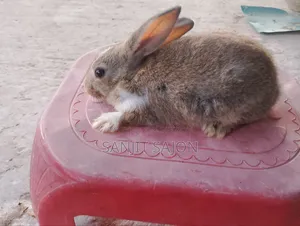4 Rabbits of 2+ Months Will Be Sold