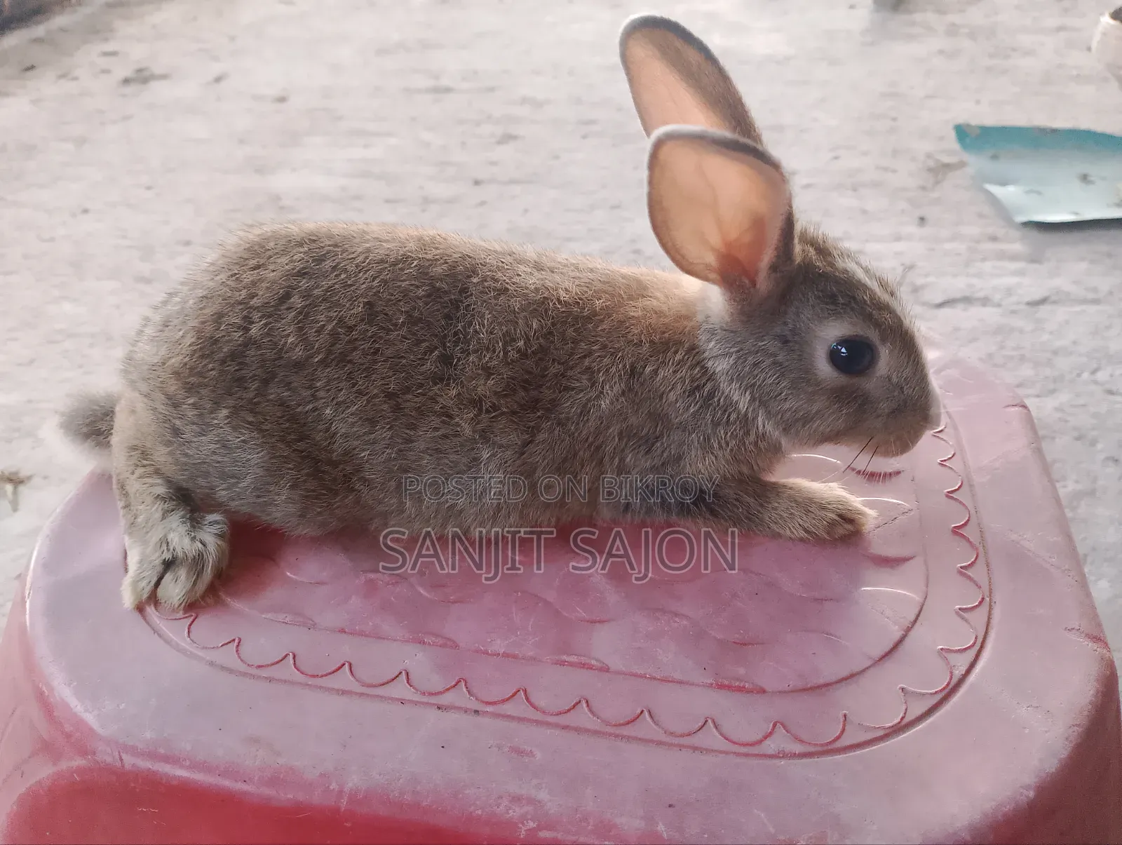 4 Rabbits of 2+ Months Will Be Sold