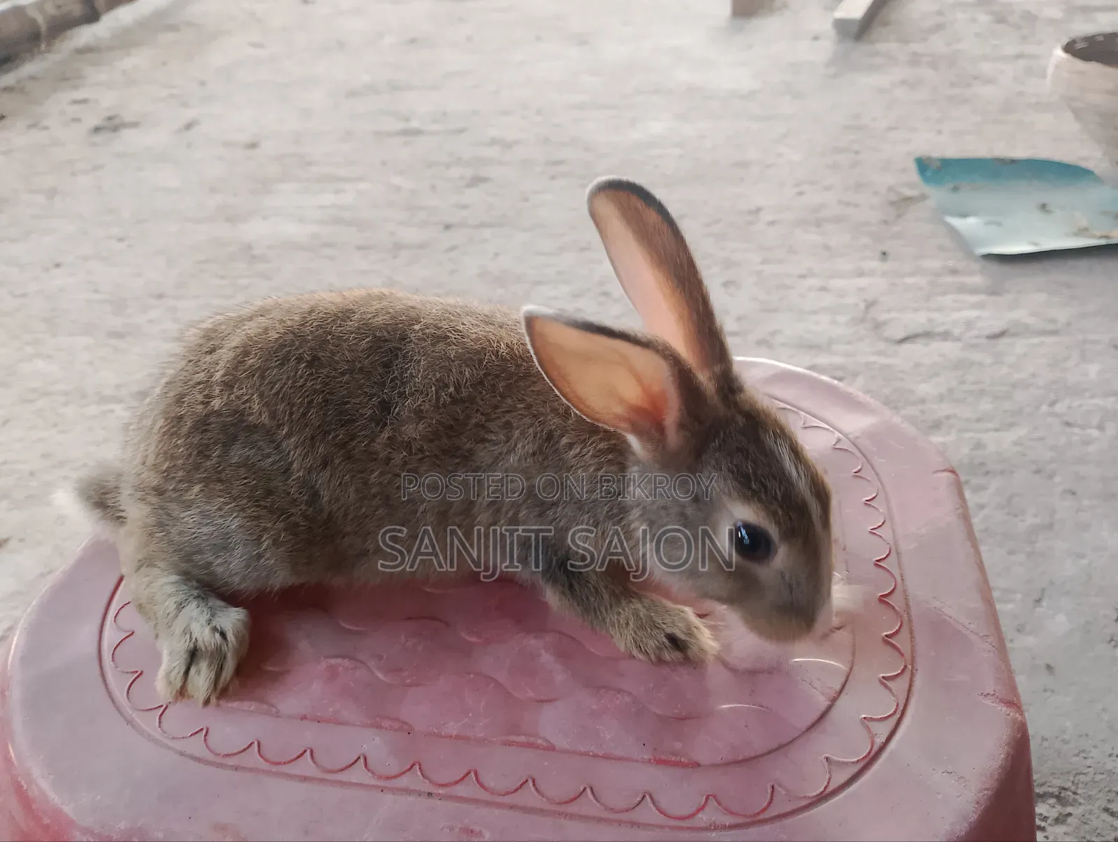 4 Rabbits of 2+ Months Will Be Sold