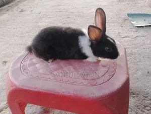 4 Rabbits of 2+ Months Will Be Sold