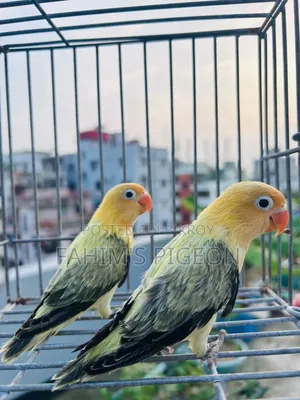 Parblue Lovebirds Baby Pair