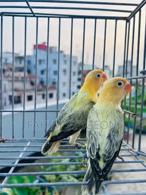 Parblue Lovebirds Baby Pair