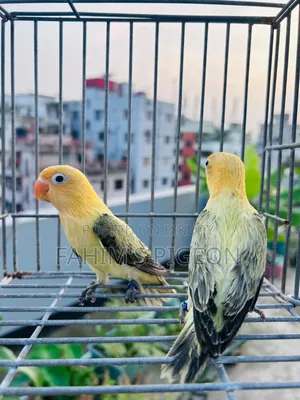 Parblue Lovebirds Baby Pair
