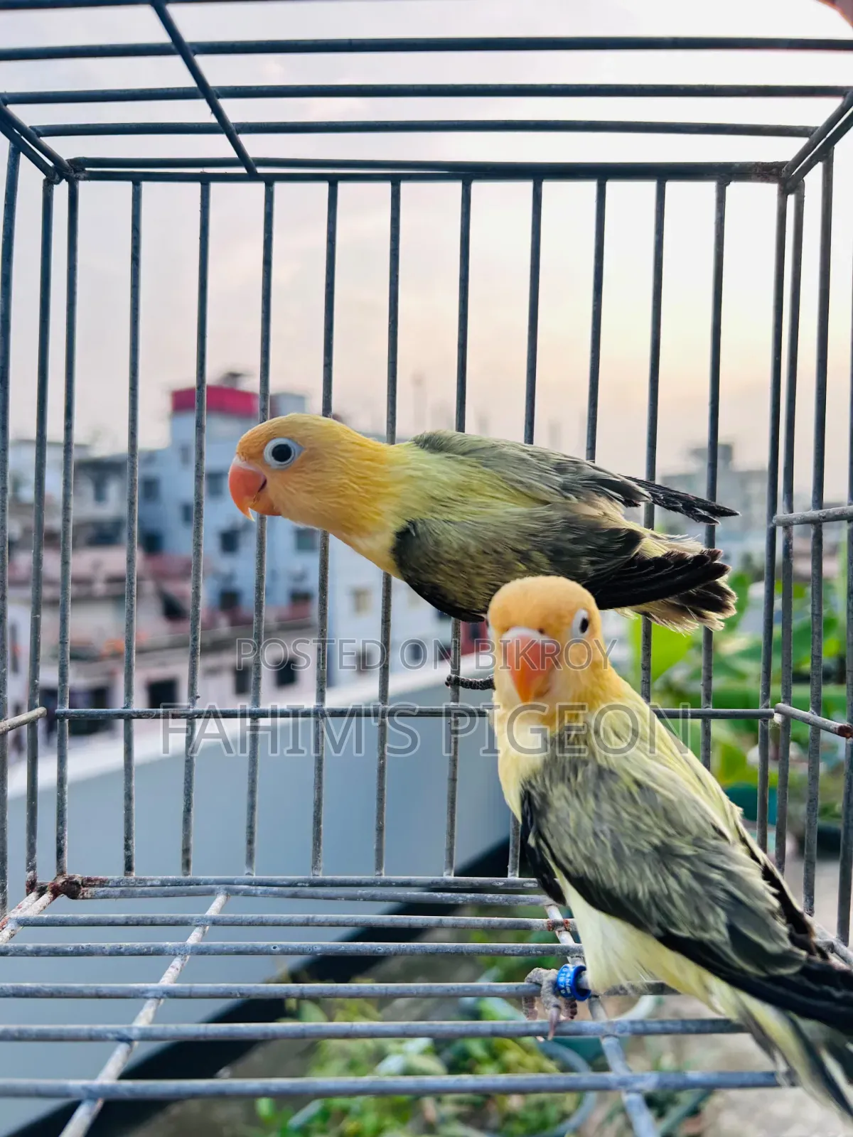 Parblue Lovebirds Baby Pair