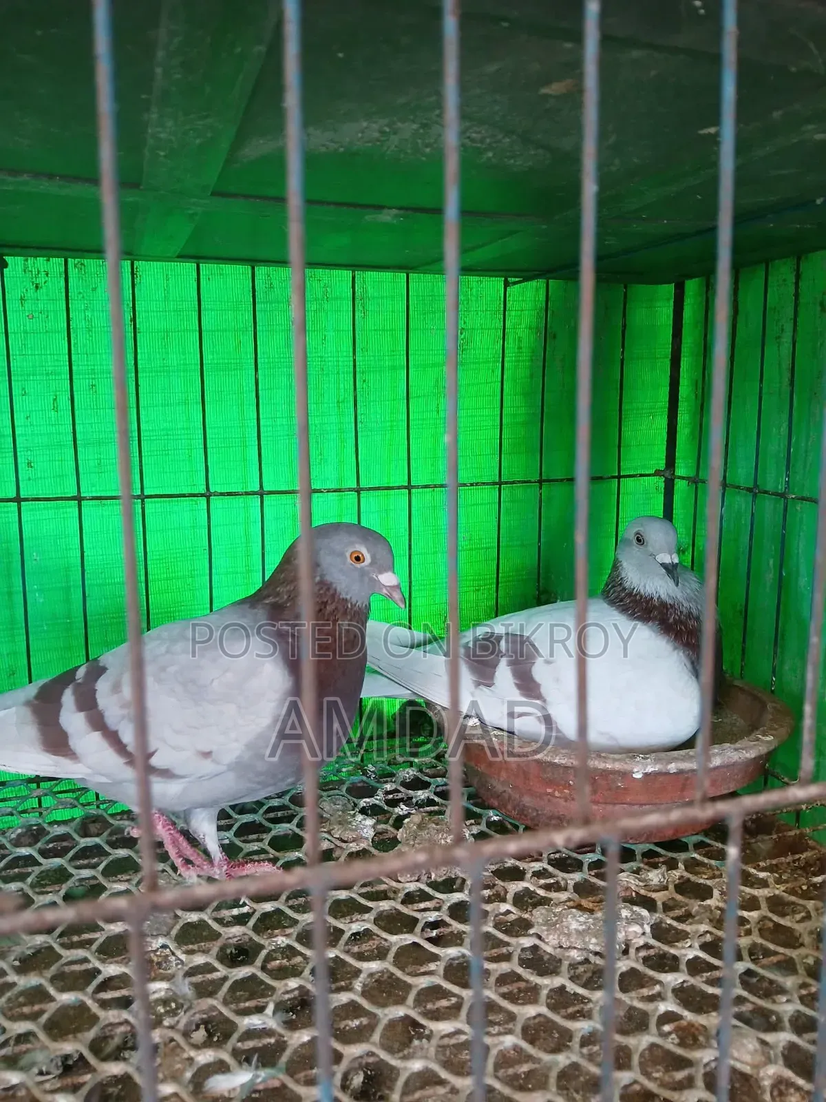 জোড়াটা বিক্রি করা হবে