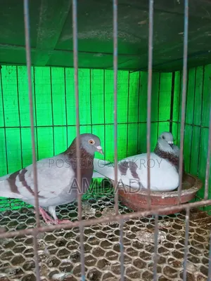 জোড়াটা বিক্রি করা হবে
