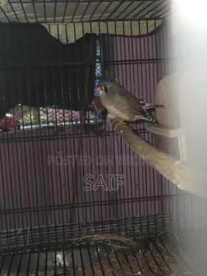 Jambo Finch
