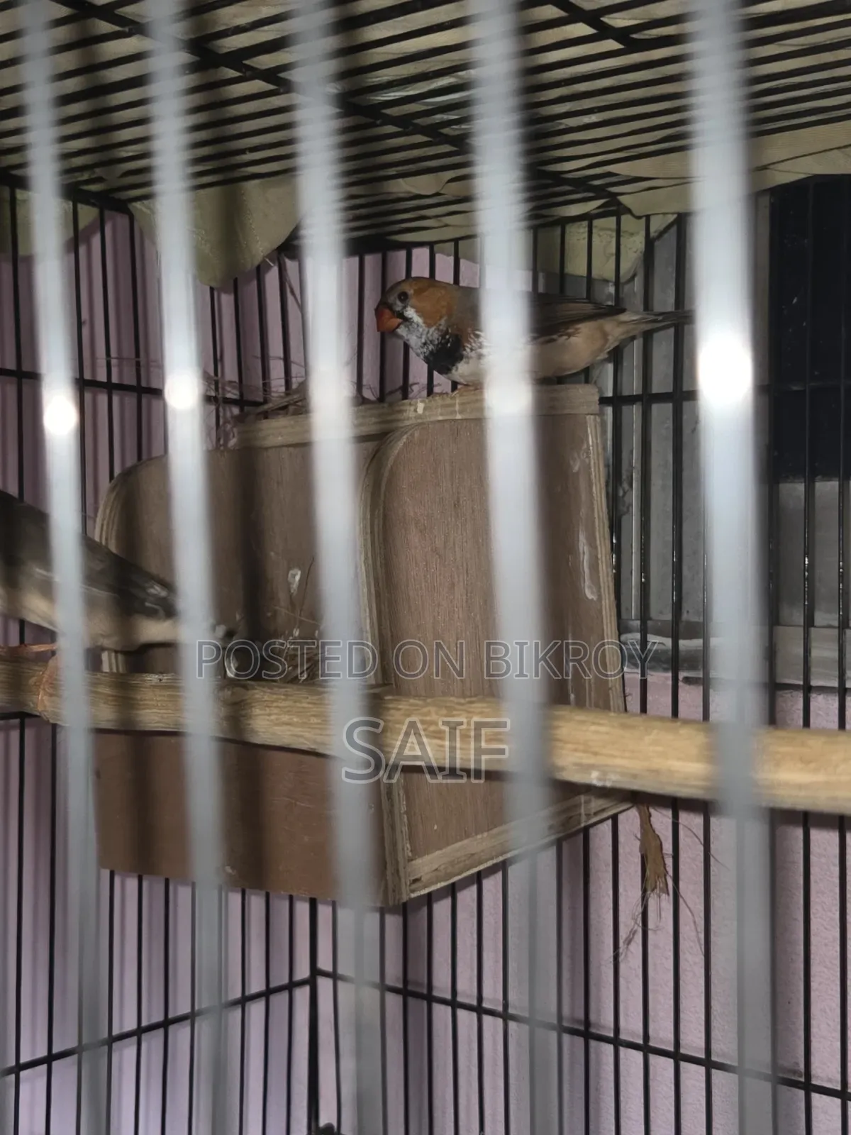 Jambo Finch