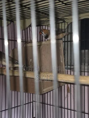Jambo Finch