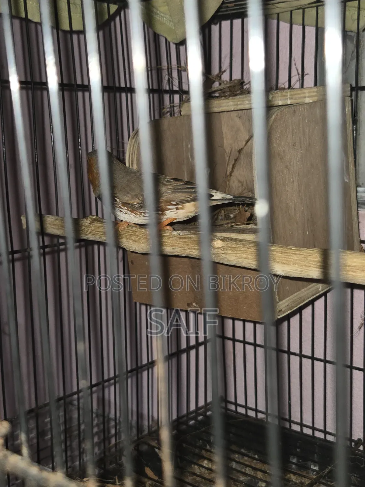 Jambo Finch