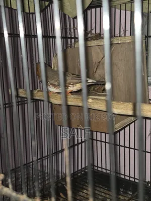 Jambo Finch