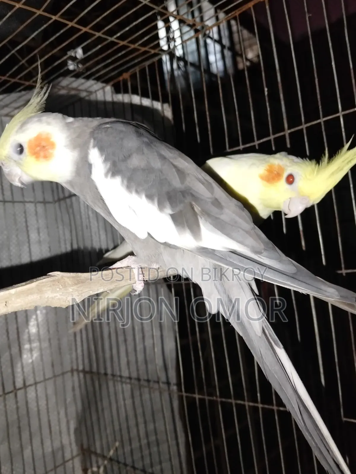 2 Bards Male and Female