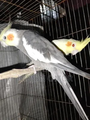 2 Bards Male and Female