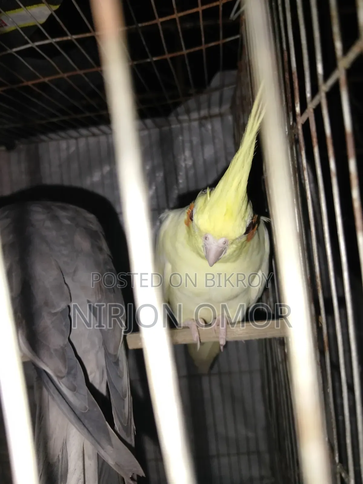 2 Bards Male and Female