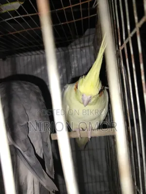 2 Bards Male and Female