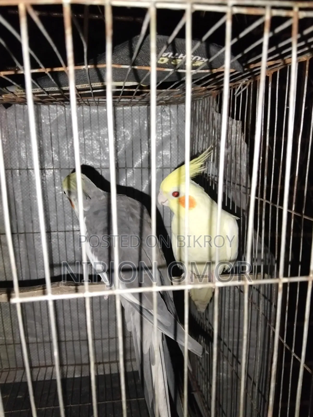 2 Bards Male and Female