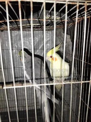 2 Bards Male and Female